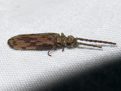 Tenomerga cinerea