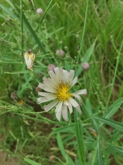 Lactuca indica