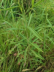 Lactuca indica