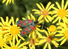 Zygaena filipendulae