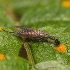 Xanthostigma xanthostigma