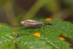 Xanthostigma xanthostigma