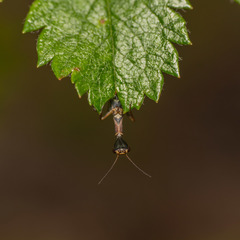 Xanthostigma xanthostigma
