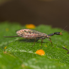 Xanthostigma xanthostigma