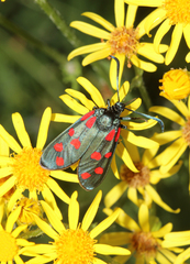 Zygaena filipendulae