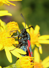 Zygaena filipendulae