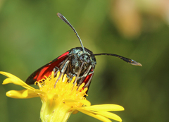 Zygaena filipendulae