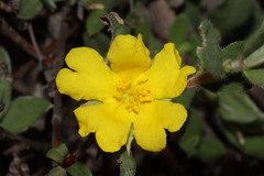 Hibbertia commutata