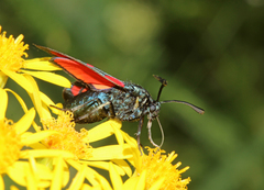 Zygaena filipendulae