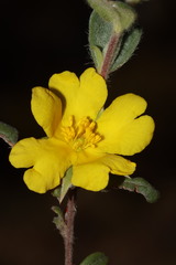 Hibbertia commutata