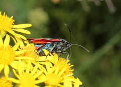 Zygaena filipendulae