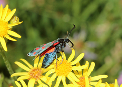 Zygaena filipendulae