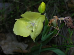 Calochortus pulchellus × umbellatus
