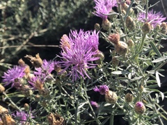Centaurea vallesiaca