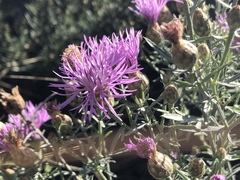 Centaurea vallesiaca