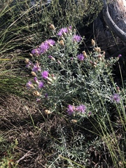 Centaurea vallesiaca