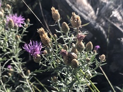 Centaurea vallesiaca