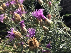 Centaurea vallesiaca