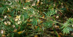 Artemisia vulgaris kamtschatica