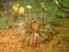 Urticina felina