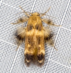 Zatrichodes horrifica