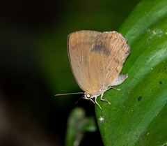 Arhopala fulla