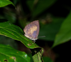 Arhopala perimuta