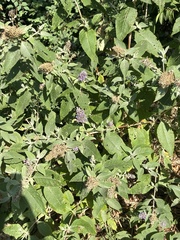 Buddleja salviifolia