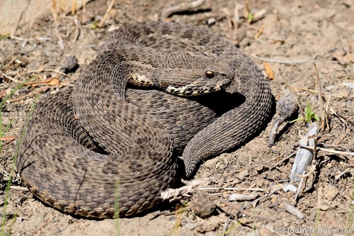 Berg Adder