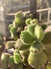 Cotyledon tomentosa