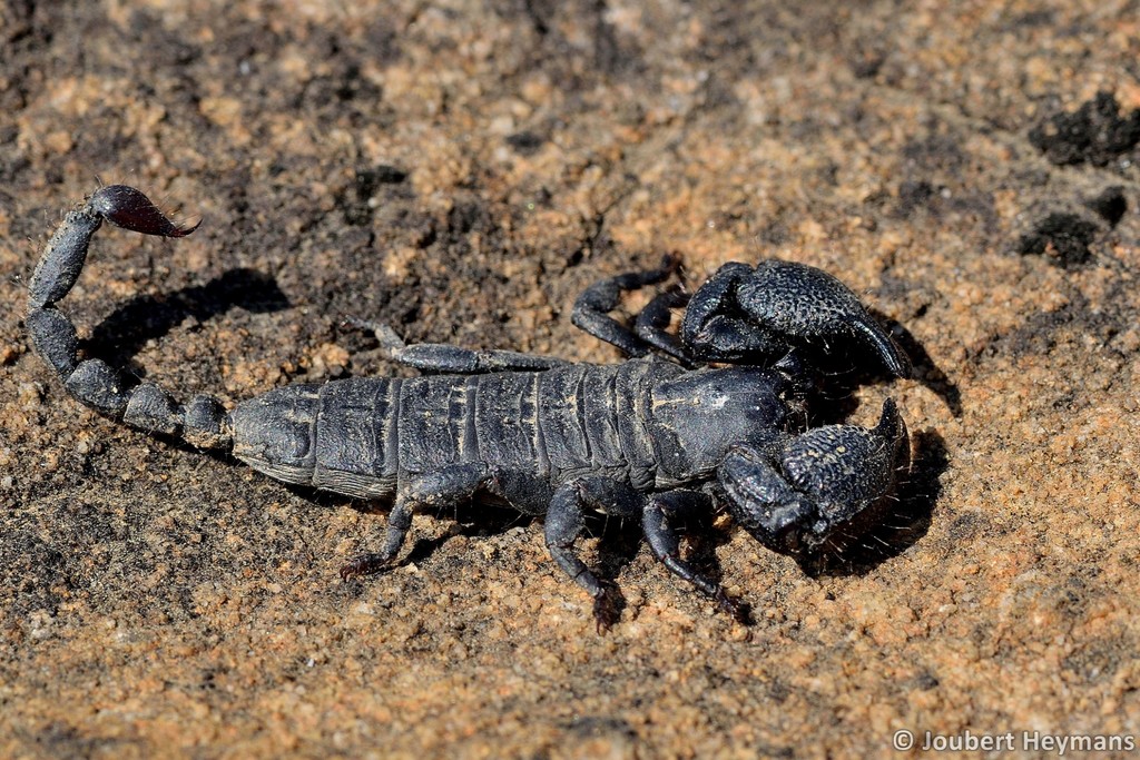 Sooty Creeping Scorpion