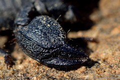 Cheloctonus anthracinus