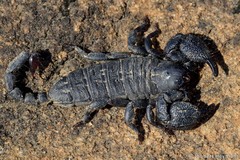 Cheloctonus anthracinus