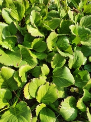 Bergenia