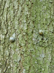 Cepaea nemoralis