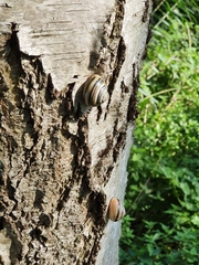 Gastropoda
