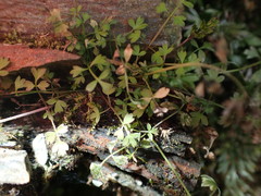 Chaerophyllum ramosum