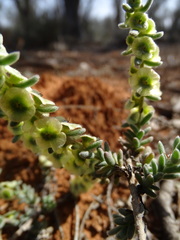 Maireana trichoptera