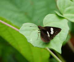 Notocrypta paralysos