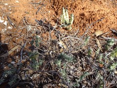 Maireana trichoptera