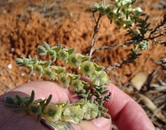 Maireana trichoptera