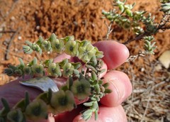 Maireana trichoptera