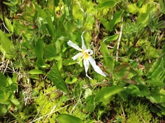Erythronium montanum