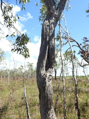 Eucalyptus latisinensis