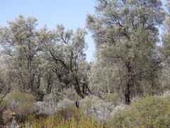 Maireana trichoptera