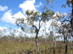 Eucalyptus latisinensis