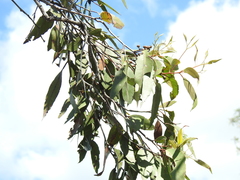 Eucalyptus latisinensis