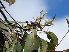 Eucalyptus latisinensis