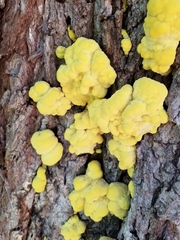 Laetiporus sulphureus