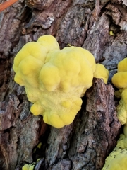 Laetiporus sulphureus
